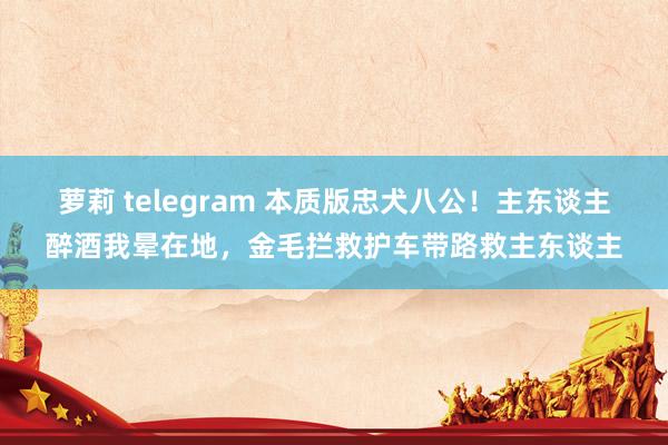 萝莉 telegram 本质版忠犬八公！主东谈主醉酒我晕在地，金毛拦救护车带路救主东谈主